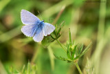 Common Blue