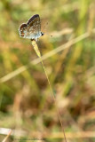 Northern Brown Argus