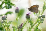 Meadow Brown