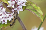 Hoverfly - Syritta pipiens