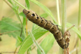 Elephant Hawk-moth Larva