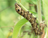 Elephant Hawk-moth Larva