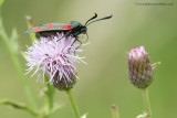 Six-Spot Burnet moth