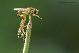 mating Hoverflies - SHOT 6 of 6