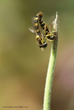 mating Hoverflies - SHOT 5 of 6