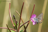 Common Blue