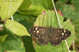 Speckled Wood