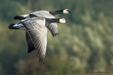 Barnacle Goose