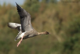 Pink-footed Goose