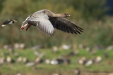 Pink-footed Goose
