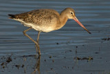 Black-tailed Godwit