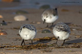 Sanderling - maybe theyre trying to tell me something?