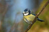 Blue Tit