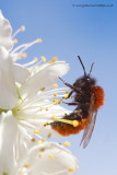 Flies, wasps & bees