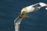 Gannet