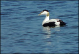 Ejder - Common EIder .jpg