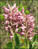 Bug Orchid - Brunnycklar - Orchis coriophora.jpg