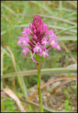 Pyramidal Orchid - Anacamptis pyramidalis - Salepsrot.jpg