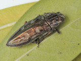 Chalcophora mariana - Jttepraktbagge 30mm  (Mallorca).jpg