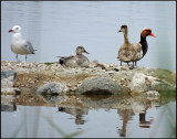  Audouins Gull, Gadwall and Red-crested Pochard.jpg