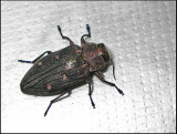 Chrysobothris affinis - Lvpraktbagge .jpg.  Ek