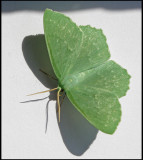 Dagfjrilsmtare - Geometra papilionaria,male - 