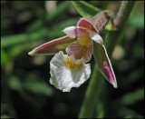 Epipactis palustris - Kärrknipprot.jpg
