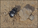 Tenebrionidae sp.jpg