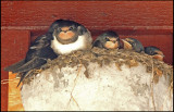 Barn Swallow - Hirundo rustica.jpg - Ladusvala.jpg