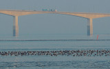 Bridge and birds.jpg