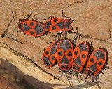 Pyrrhocoris apterus - Eldlus.jpg