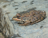 Rock frog.jpg
