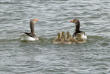 Greylag geese - Grgs.jpg