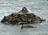 Great Crested Grebe  - Skggdopping.jpg