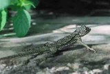 Plica sp.jpg