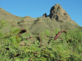 Acacia farnesiana 2.jpg