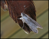 Stkullkapuschongfly - Cucullia chamomillae.jpg