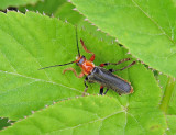 Cantharis pellucida.jpg