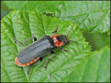 Cantharis rustica.jpg