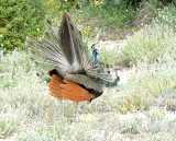 Peacock - Pfgel.jpg