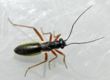 Pithanus maerkelii.jpg