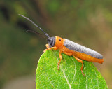 Videsmalbock -Oberea oculata .jpg