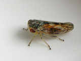 Idiocerus stigmaticalis.jpg