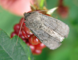 Kamsprtat puckelfly - Aporophyla luenebergensis  .jpg