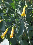 Nicotiana glauca.jpg