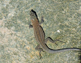 Atlantic lizard - Gallotia atlantica.jpeg