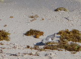 Bcasseau sanderling Tulum Mexique fv. 2014 046P.jpg