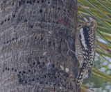 Pic macul Tulum Mexique fv. 2014 169P.jpg