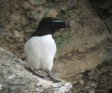 Petit Pingouin, juin 014 020P.jpg