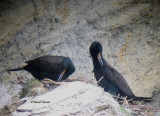 Cormorans  aigrettes, juin 014 027P.jpg